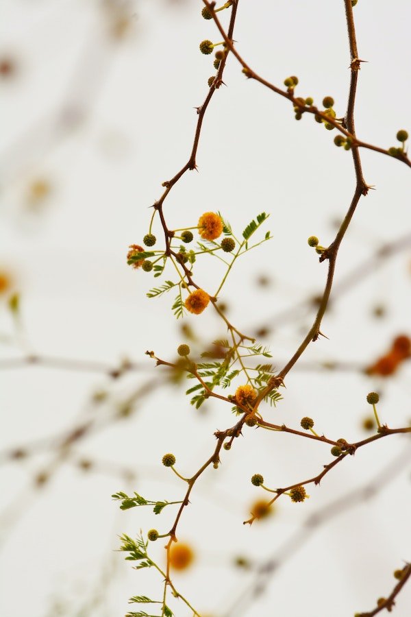 Cannabis 101: A Guide For Using Marijuana Mindfully