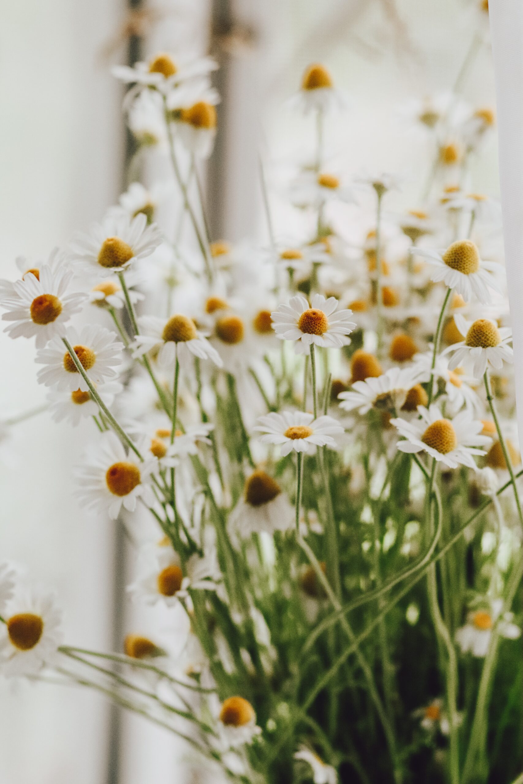 advice-on-aging