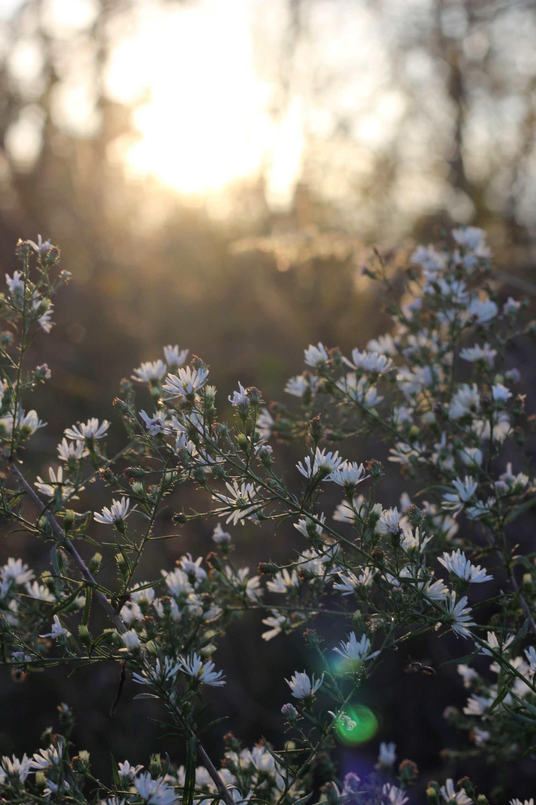 allison-wopata-4qt6g8Aabcw-unsplash