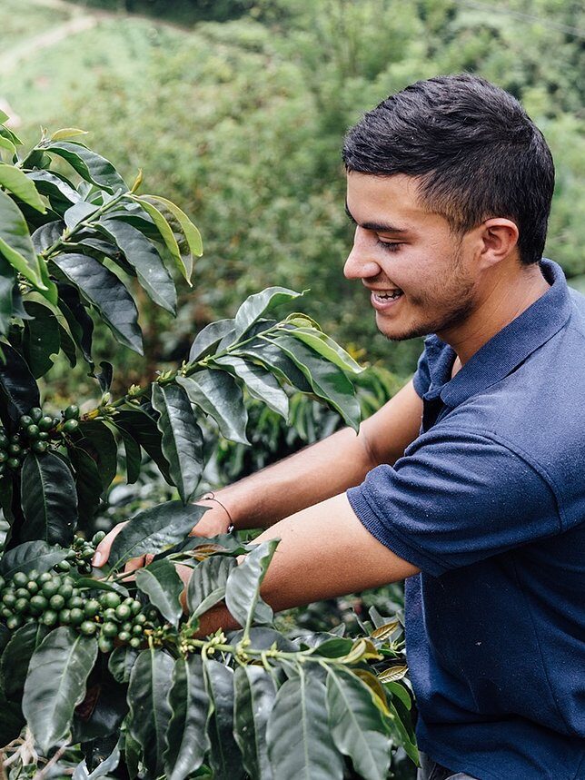 A farmer harvesting fresh coffee beans.