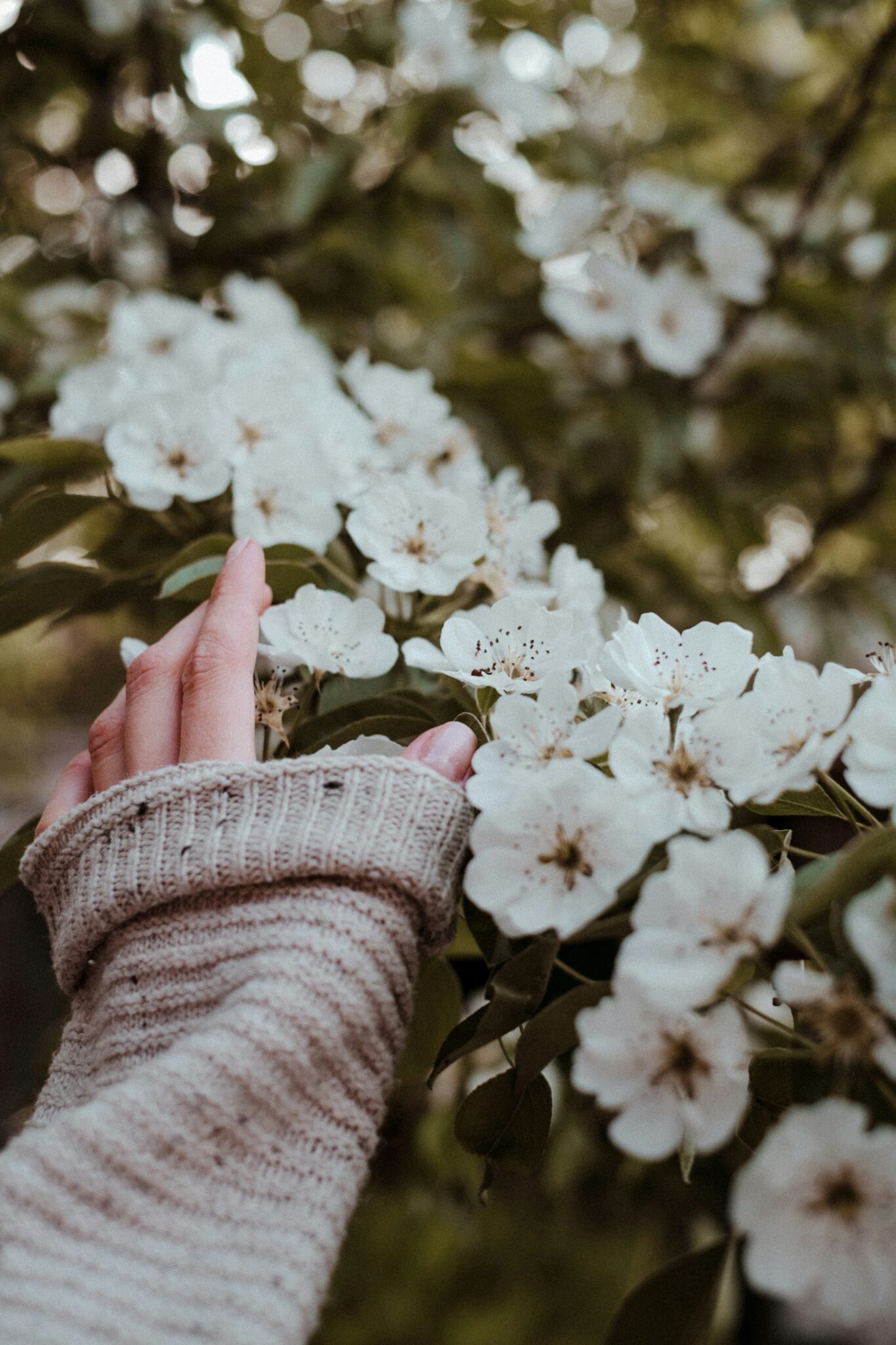 A hand in a beige knitted sleeve touches a cluster of white blossoms on a tree branch with green leaves in the background.